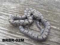 BRBR-02M.jpg