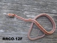 RRCO-12F.jpg