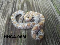 HHCA-06M.jpg