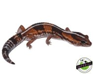 striped-tangerine-het-amel-african-fat-tail-geckos-for-sale (1).jpg