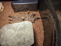 M+B purple tegu 7-11-22.jpg