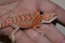 Red Female 1..jpg