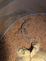 M+B purple tegu baby.jpg