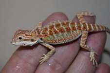 Red Male 1..jpg