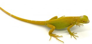 albino2.1.jpg