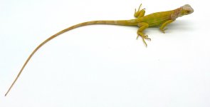 albino5.jpg
