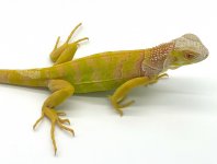 albino5.1.jpg