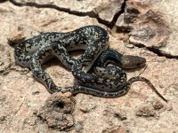 O. fitzingeri, 2021 Female - 3.jpg