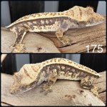 D532A383-0C6D-467B-BB49-5262F85AE9E3.jpg
