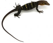 solomanmonitor (1).jpg