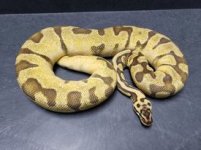 super pastel super enchi female.jpg