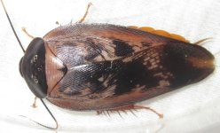 Gynacapucina#85.jpg