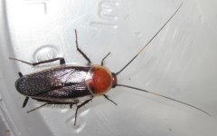 Pseudomopsseptentrionalis2021#1.jpg