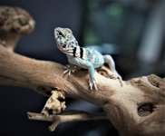 IMG_6652.jpg