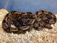 Cancun Boa.jpg