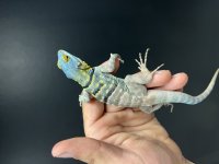 IMG_9483.jpg