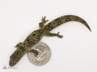 vieillardi_s_chameleon_gecko_eurydactylodes_vieillardi_-6.jpg