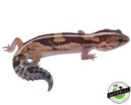 stripe-zulu-african-fat-tail-geckos-for-sale.jpg