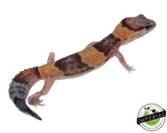 tangerine-het-amel-african-fat-tail-gecko-for-sale_4b281110-1e48-44a7-be2c-64f5b1163117.jpg