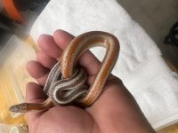 Choc and Hypo.jpg
