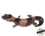 tangerine-pos-het-amel-african-fat-tail-gecko-for-sale.jpg