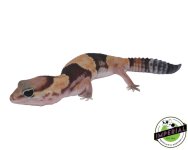 pos-het-zulu-amel-african-fat-tail-gecko-for-sale.jpg