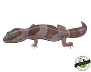 aft-striped-snow-African-Fat-Tail-Gecko-For-Sale.jpg