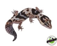 whiteout-pos-het-amel-african-fat-tail-gecko-for-sale.jpg