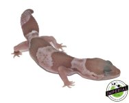 snow-african-fat-tail-gecko-for-sale_bba8b562-0f28-4ff9-850d-3a9984a8aa34.jpg
