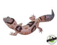 whiteout-pos-het-amel-patternless-african-fat-tail-gecko-for-sale.jpg