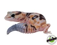 whiteout-pos-het-amel-zulu-african-fat-tail-gecko-for-sale.jpg