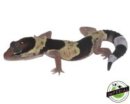 aft-African-Fat-Tail-Gecko-For-Sale.jpg