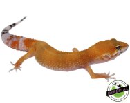tangerine-leopard-geckos-for-sale.jpg