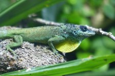 A.extr.male.jpg