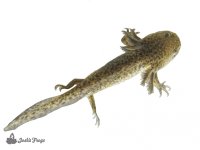 axolotls_2.15-7 (1).jpg