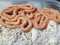 albino meekers.jpg