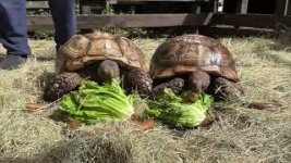 Huge%20Sulcatas%20tortoises.jpg