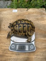 Hermann's male.jpg
