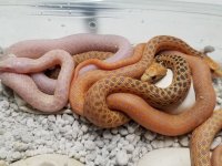 super hypo clutch.jpg