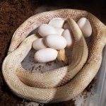 het Amel NP Clutch.jpg