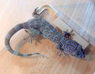 tokay female F2 (1).jpg tokay female F2 (1).jpg