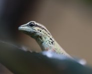 Juvenilelygodactyluswillaimsi9.1.21.jpg