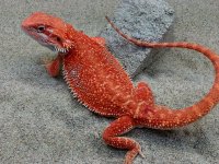 Dunner Hypo Het Trans Male #7-M, 12in, $350 - Copy.jpg