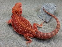 Dunner Het Hypotrans Male #11-BK, 13 tail nip, $200 - Copy.jpg