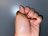 IMG_0808.jpg