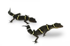 chineses_cave_gecko_b_josh_s_frogs.jpg