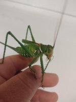 monster2.jpg