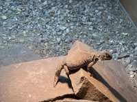 moroccan uromastyx 10-27-22b.jpg