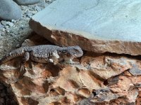 moroccan uromastyx may22-2.jpg