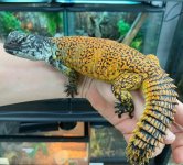 uromastyx7.jpg